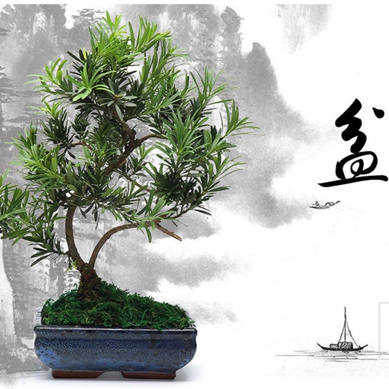 雀舌罗汉松盆景树桩花卉盆景室内盆栽庭院绿植花卉盆栽创意造型树