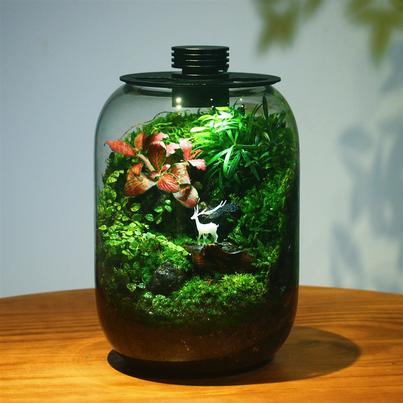 趣味鲜活苔藓微型景观创意室内桌面生态绿植盆栽盆景懒人好养植物