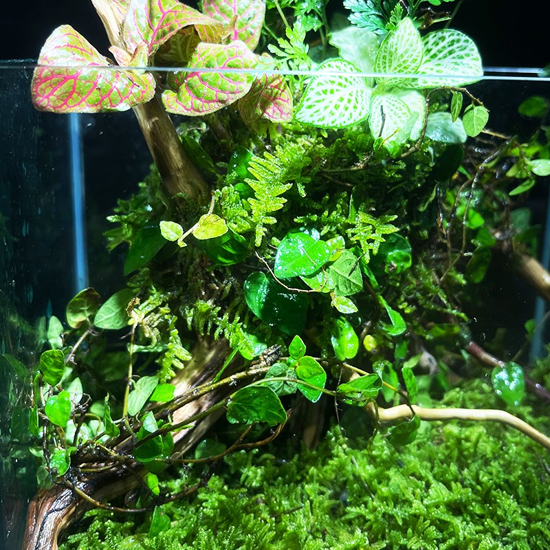 生命之树懒人苔藓雨林缸办公室宿舍桌面diy微景观生态瓶真植物图片