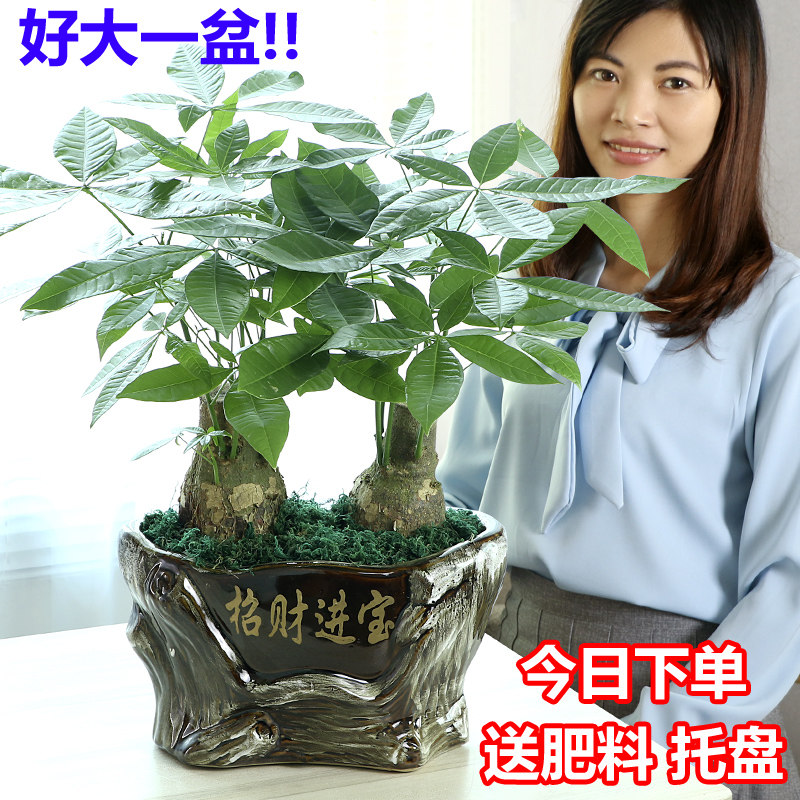 发财树盆栽植物室内招财 客厅办公室客厅开业包邮大型金钱小盆景