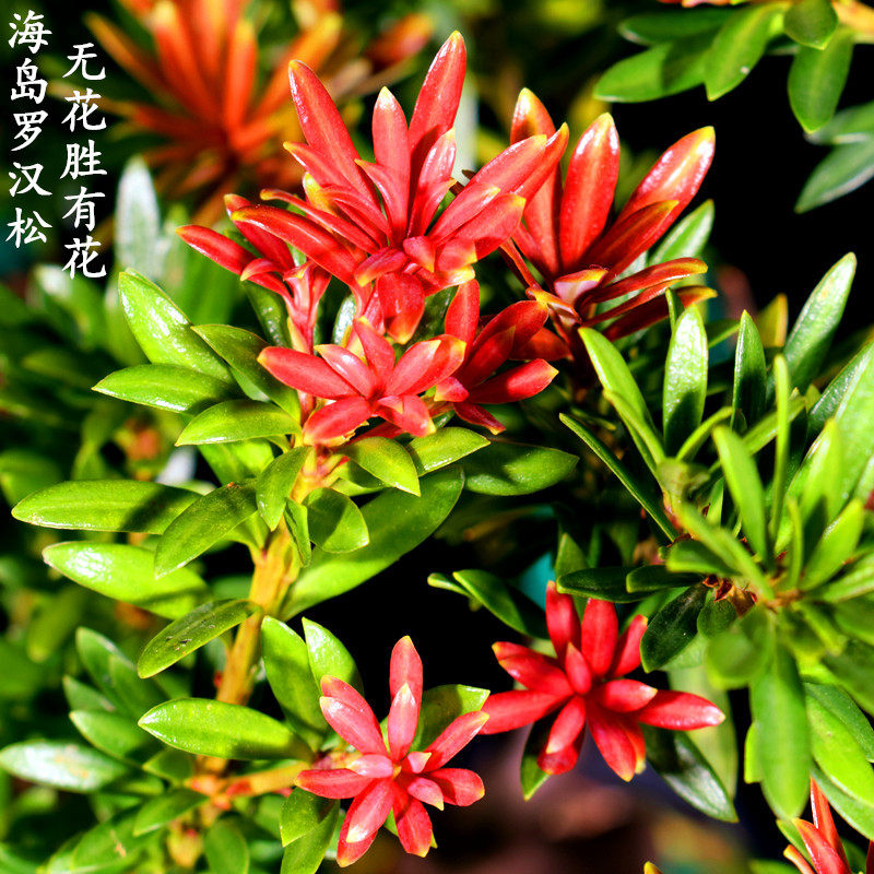 新品海岛血红芽金彩松小红帽罗汉松盆景四季盆栽植物庭院阳台风水