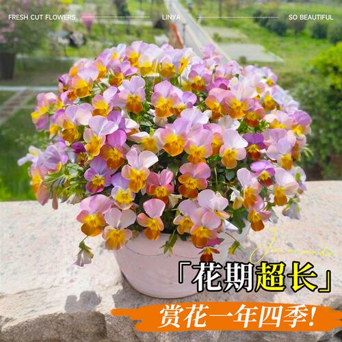 角堇花苗盆栽带花角瑾三色堇古风大苗皱边室内外阳台耐寒花卉绿植