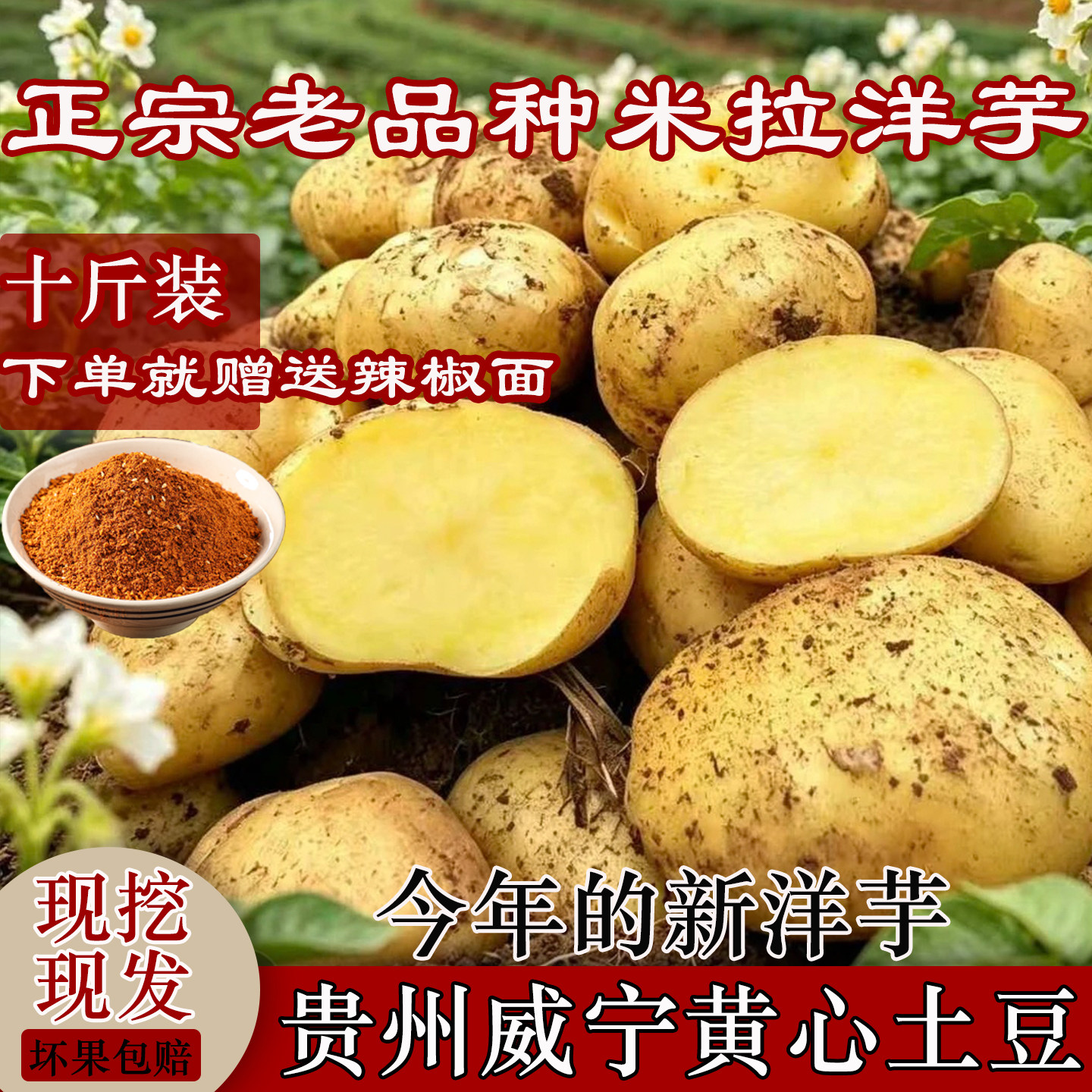 贵州威宁黄心土豆新鲜现挖现发