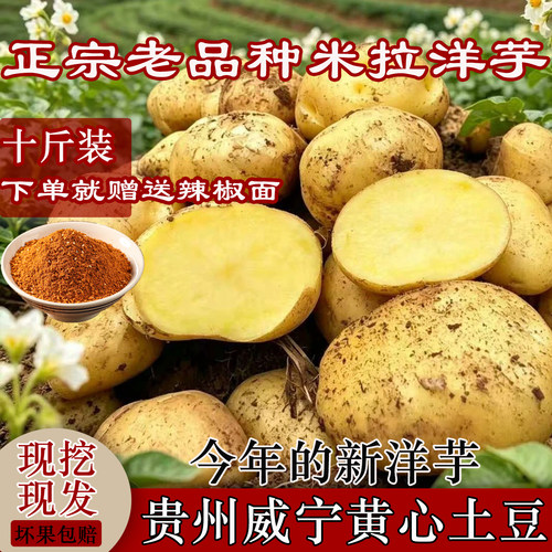 贵州威宁黄心土豆新鲜现挖现发