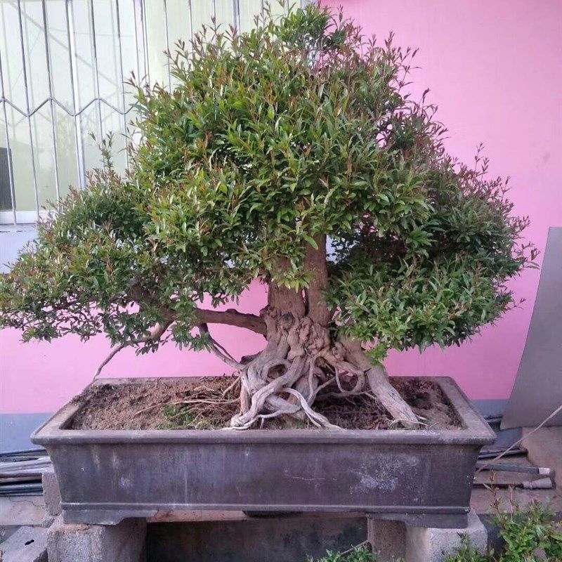 极速紫玉石榴盆景盆栽提根石榴微盆景石榴造型石榴V树桩小老桩矮