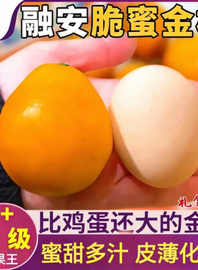 融安脆蜜金桔SSSSS级超大堪比鹅蛋数量稀有