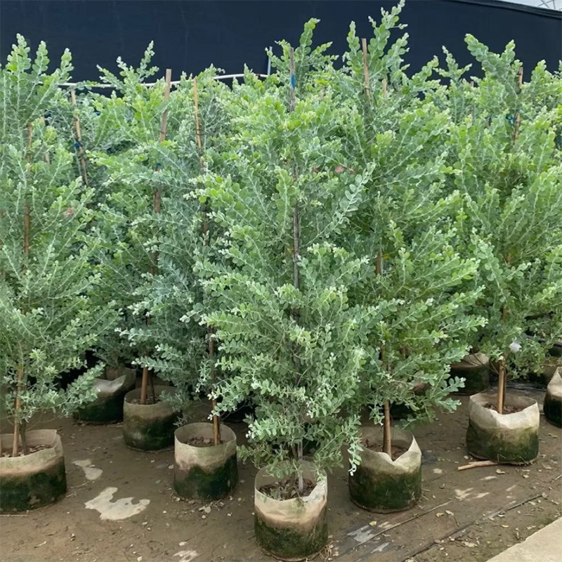 银叶金合欢树苗庭院花园别墅大型造景开花卉绿植室内四季好养盆栽