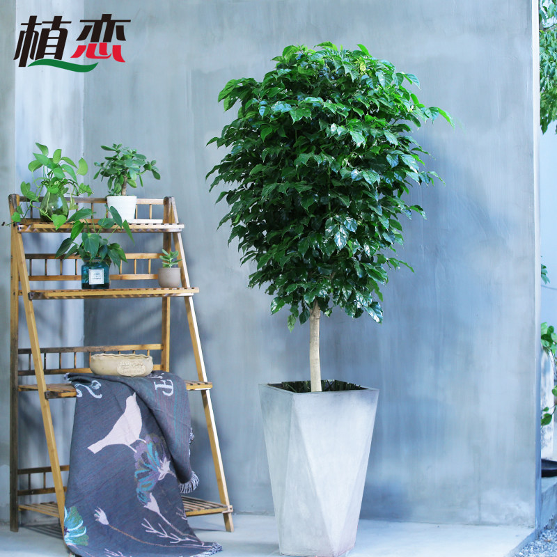 绿宝幸福树盆栽室内植物客厅大型绿植盆景开业送礼苏州上海配送