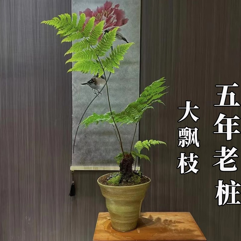 蕨类植物苔藓球水培四季小型厥类绿植老桩盆景造景大型一叶蕨盆栽
