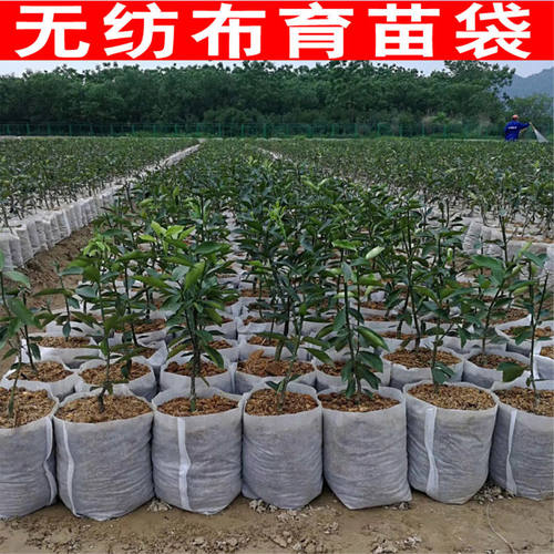 包邮无纺布育苗杯花盆加厚育苗袋营养杯柑橘果苗营养钵植树袋定做