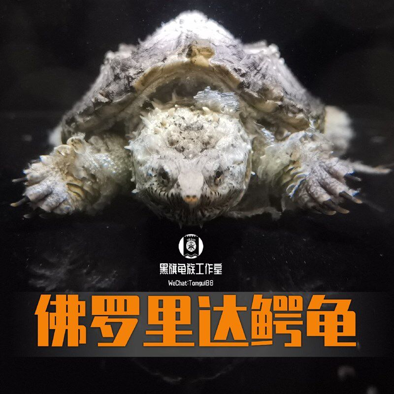 黑旗龟族 原种纯佛鳄龟暴刺佛罗里达州拟鳄龟大鳄活体宠物观赏龟