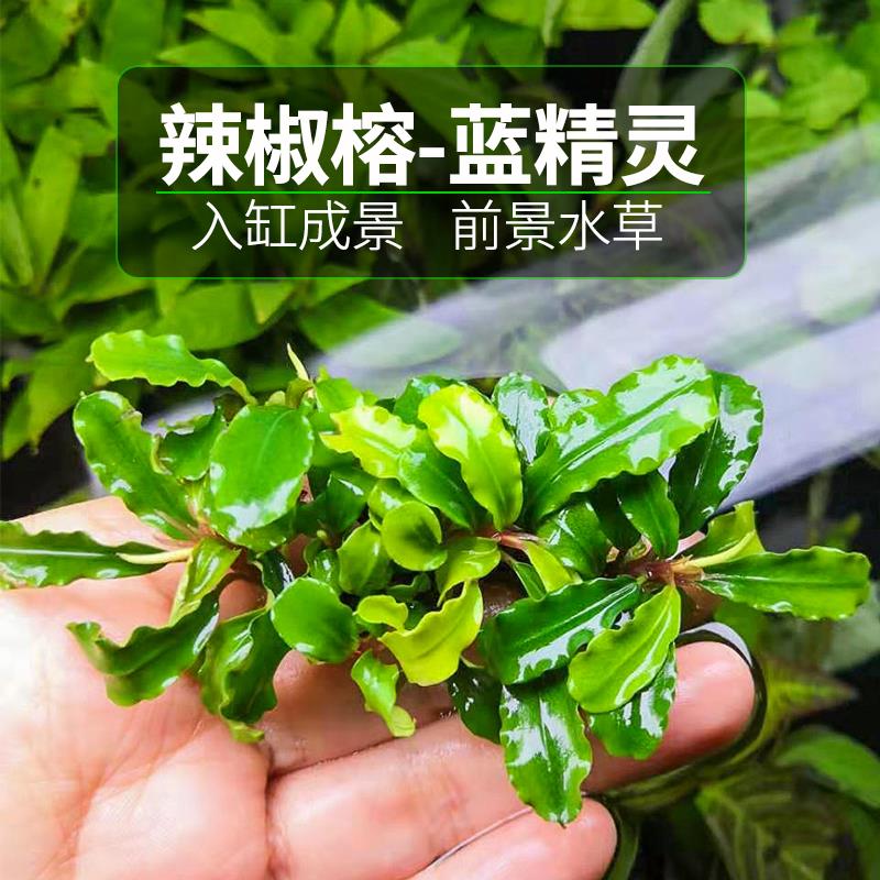 辣椒榕蓝精灵水榕水草活体懒人沉木水草鱼缸造景装饰入门淡水植物