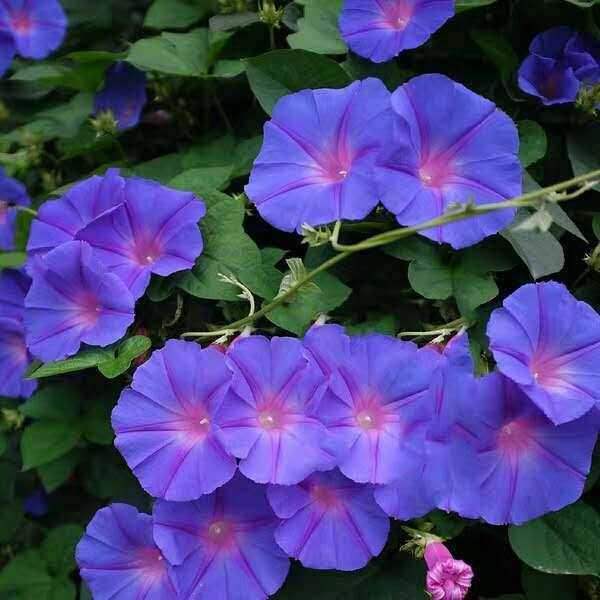 英国牵牛花丰花爬藤喇叭花苗宿根多年生植物耐寒耐热四季开花机器