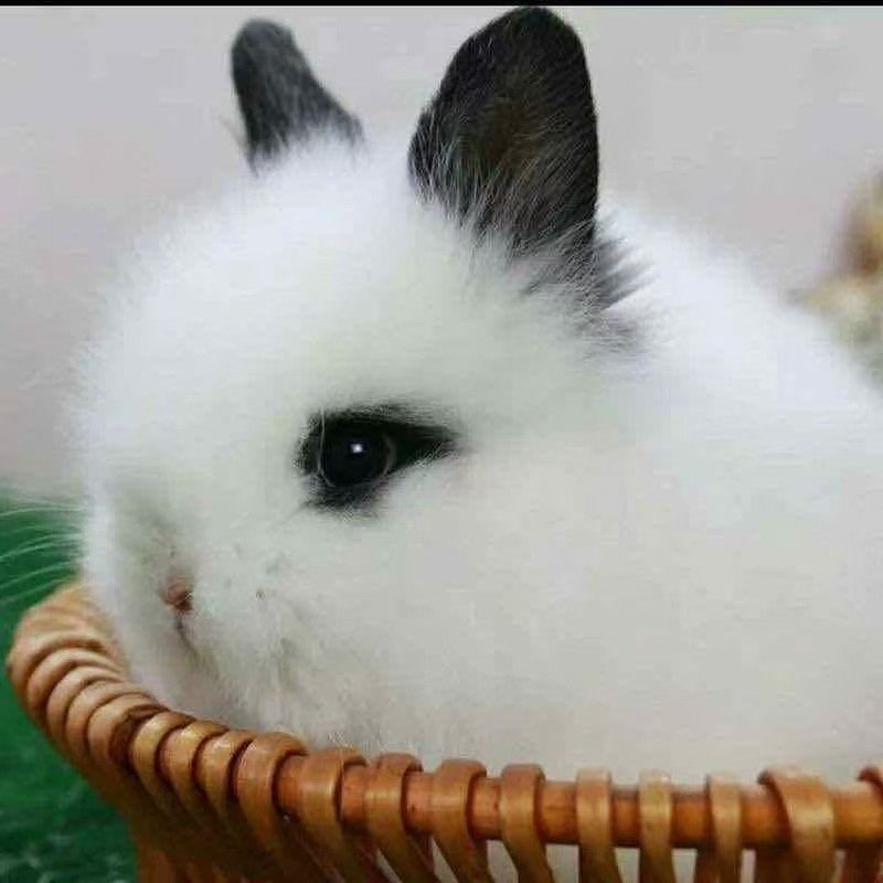 宠物兔多少钱一只出售荷兰猪豚鼠宠物兔 好饲养提供兔粮,鲜花速递/花卉仿真/绿植园艺,其它园艺用品,淘宝优惠券,粉丝福利购,淘宝优惠卷