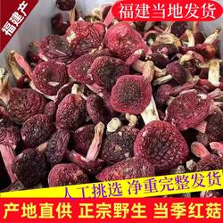 古田特产野生红菇干货特干无硫菌菇正宗红蘑菇煲汤食材香菇大菇蕾