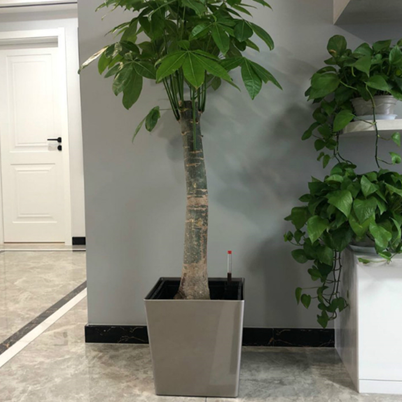 发财树花盆方形特大北欧落地家A用客厅幸福树大型种树盆塑料自吸