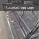 2025新款 母鸡下蛋笼自动收蛋储蛋笼防啄蛋鸡专用养殖笼户外防黄鼠