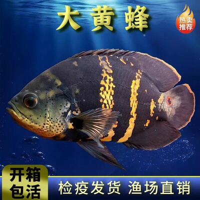 大黄蜂地图鱼奥利诺克奥图纳内地图红龙中层配鱼活体鱼热带观赏鱼