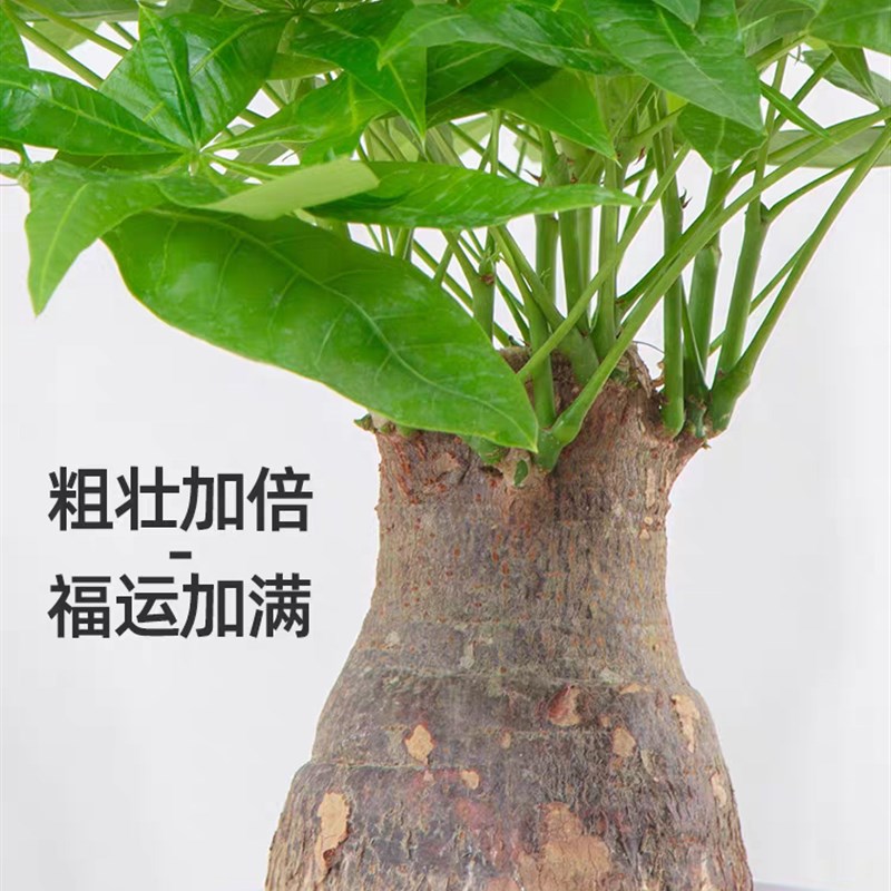 老桩发财树盆栽粗杆大树桩室内客厅招财树办公室好养活盆景绿植物