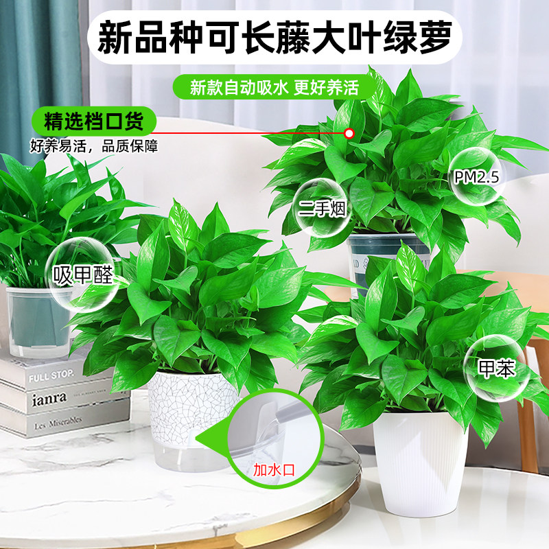 【保温发货】绿萝盆栽室内植物绿罗新房家用水培长藤大叶绿植绿箩