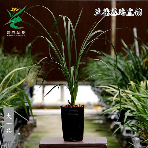 翁源兰花喜花里九华蕙兰老种大一品开花浓香好养室内绿植花卉盆栽