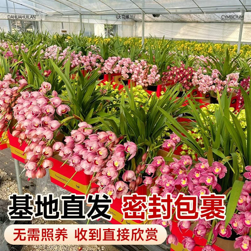 大花惠兰带花苞年宵花卉盆栽客厅室内鲜花摆件蕙兰带花剑送礼耐寒