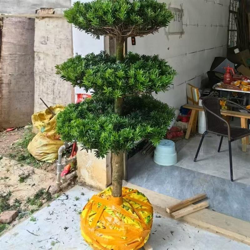 造型罗汉松盆景老桩庭院阳台四季常青植物大型绿植正宗罗汉松盆栽