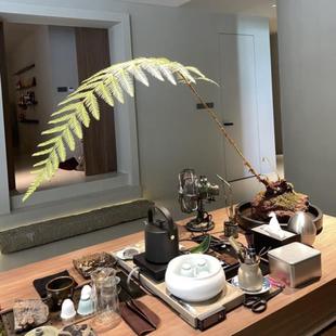 网红蕨金毛蕨一叶蕨类植物老桩狗脊金蕨室内蕨类绿植禅意蕨类盆栽