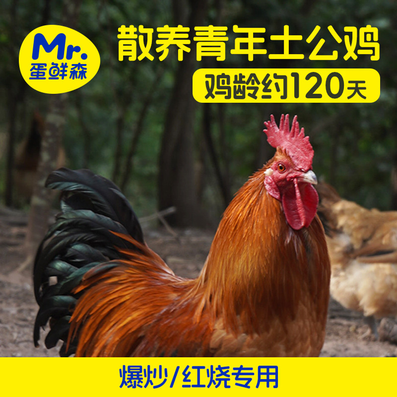 蛋鲜森林下散养青年土公鸡单只2斤以上速冻锁鲜肉质紧实,水产肉类/新鲜蔬果/熟食,整鸡/整鸡制品,淘宝优惠券,粉丝福利购,淘宝优惠卷