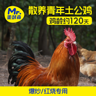 蛋鲜森林下散养青年土公鸡净膛单只2斤以上速冻保鲜