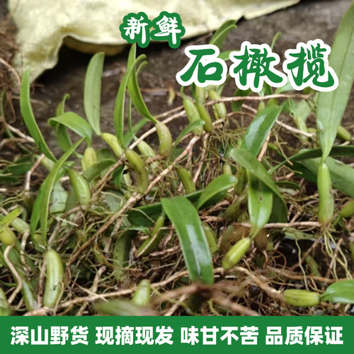 新鲜石橄榄单叶中大果炖汤单页石仙桃石岩珠果上叶崖珠现采现发