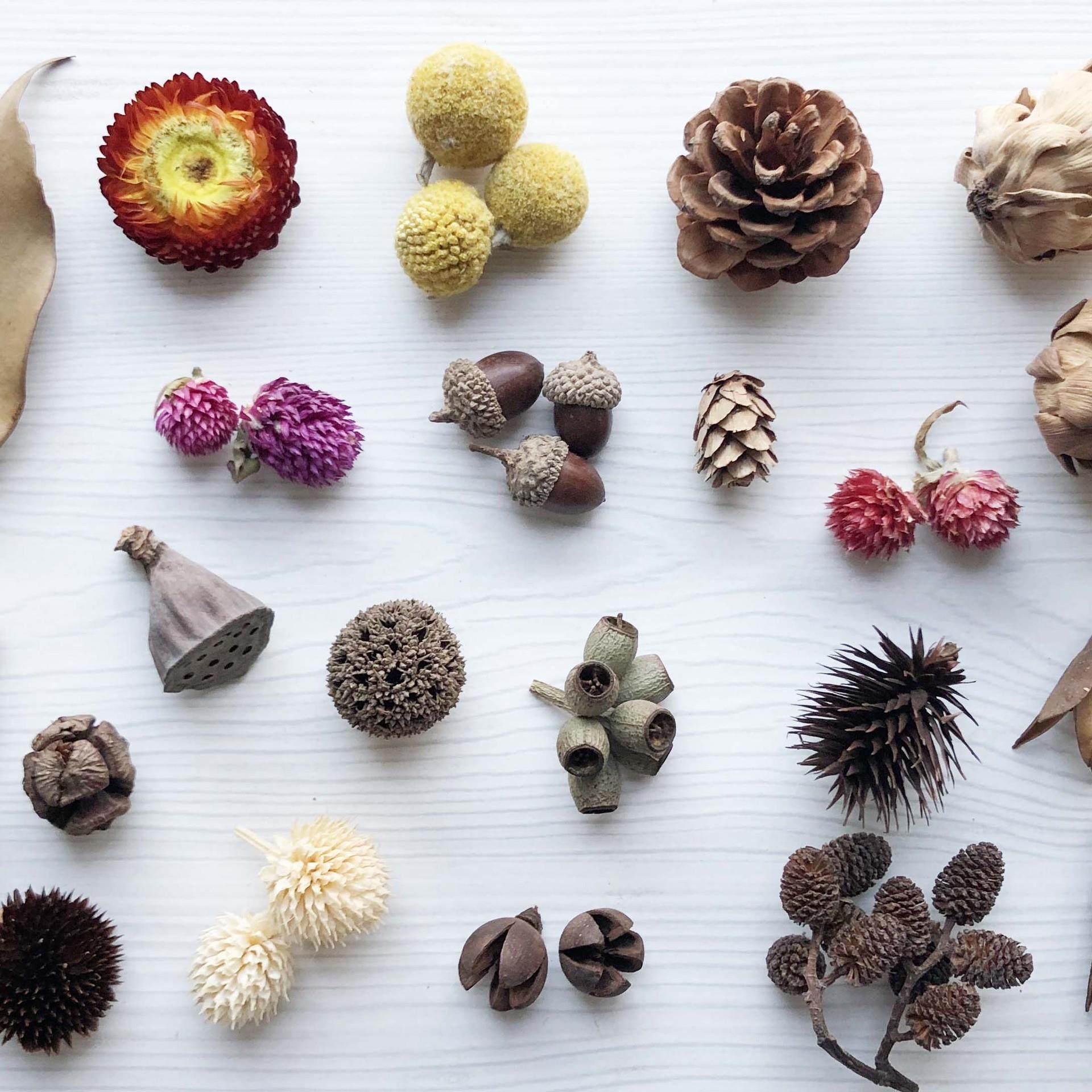 干花材料 树枝橡果松果棉花莲蓬幼儿园干果diy香薰装饰拍摄道具