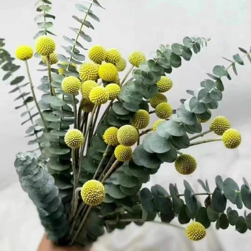 鲜切尤加利叶黄金期花束