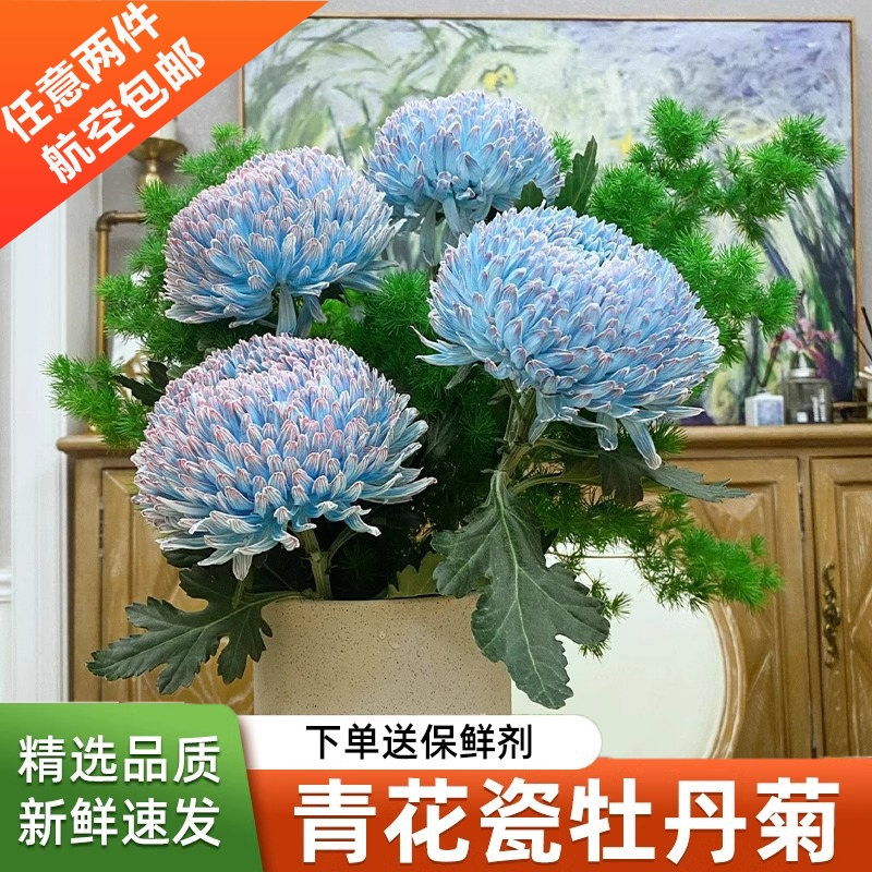 （航空包邮）青花瓷牡丹菊鲜花云南直发鲜切花插花蓝色菊花鲜花束