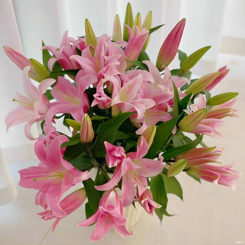 香水百合鲜花重瓣云南直发供佛