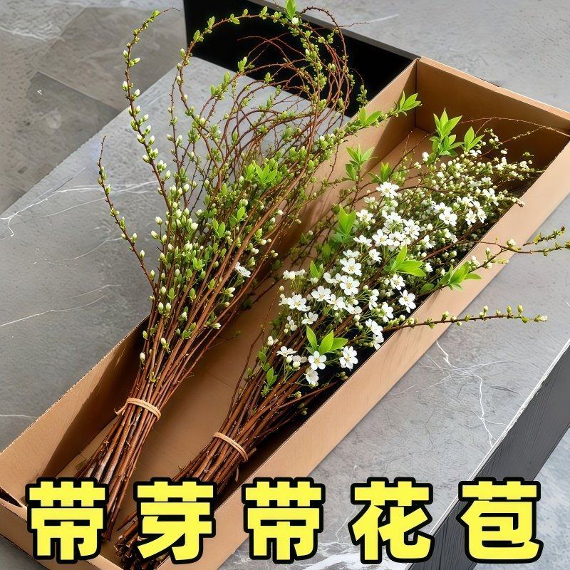 鲜枝雪柳花带花苞发货花束A级水养好养可花瓶尤加利果钻石大果,鲜花速递/花卉仿真/绿植园艺,干花,淘宝优惠券,粉丝福利购,淘宝优惠卷