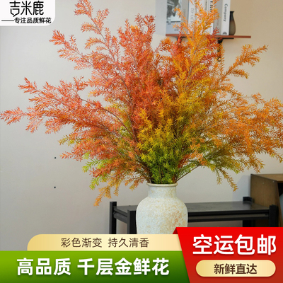 吉米鹿专注品质千层金鲜花干花