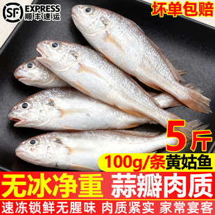 黄姑鱼新鲜速冻黄姑子商用大号鲜活黄姑鱼春子鱼海鲜水产批发顺丰