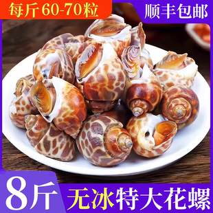 花螺鲜活新鲜海螺大号鲜活冷冻东风螺海鲜水产鲜冻花螺贝类整箱