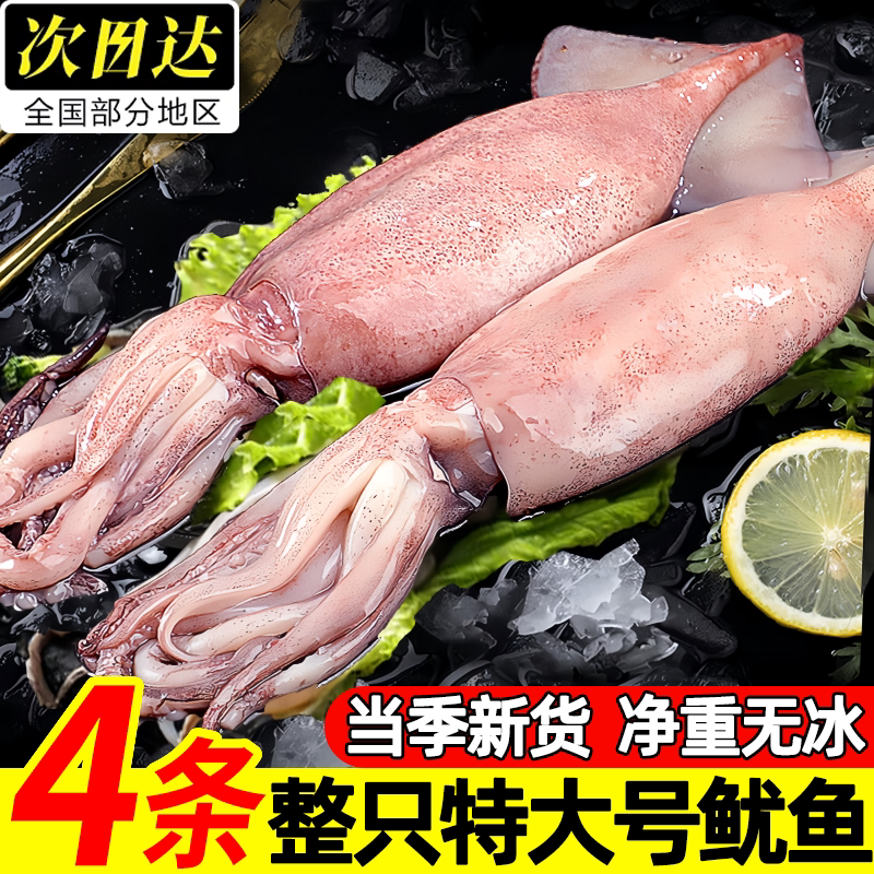 冷冻整只超大火箭鱿鱼烧烤用