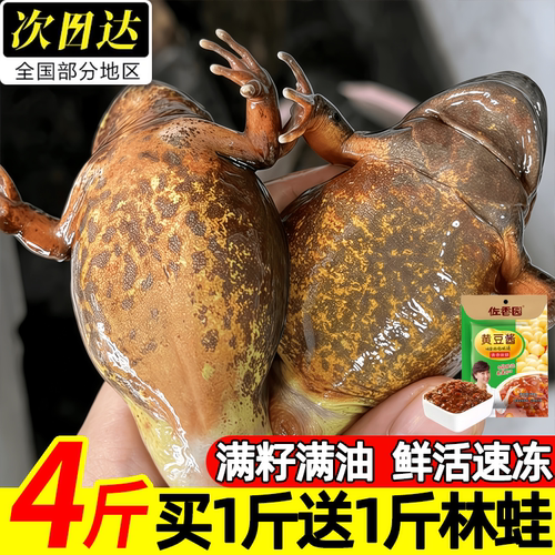 东北无冰鲜活速冻母林蛙雪蛤
