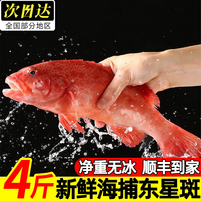深海东星斑鱼鲜活速冻肉质细嫩