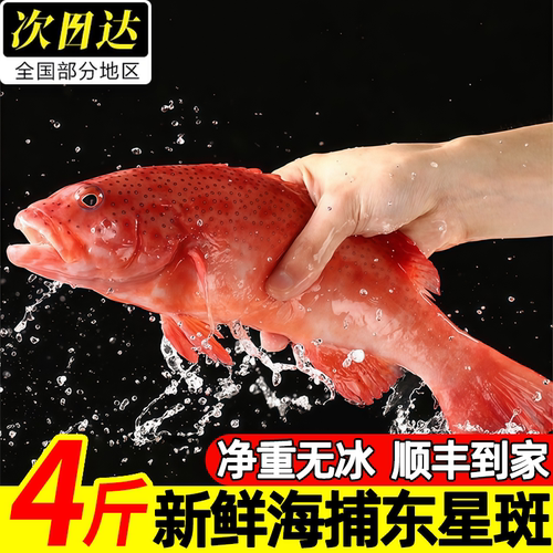 深海东星斑鱼鲜活速冻肉质细嫩