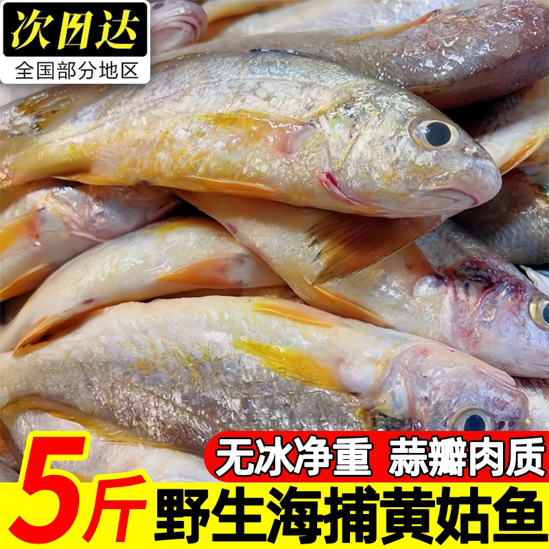 黄姑鱼新鲜速冻黄姑子商用大号鲜活黄姑鱼春子鱼海鲜水产批发顺丰