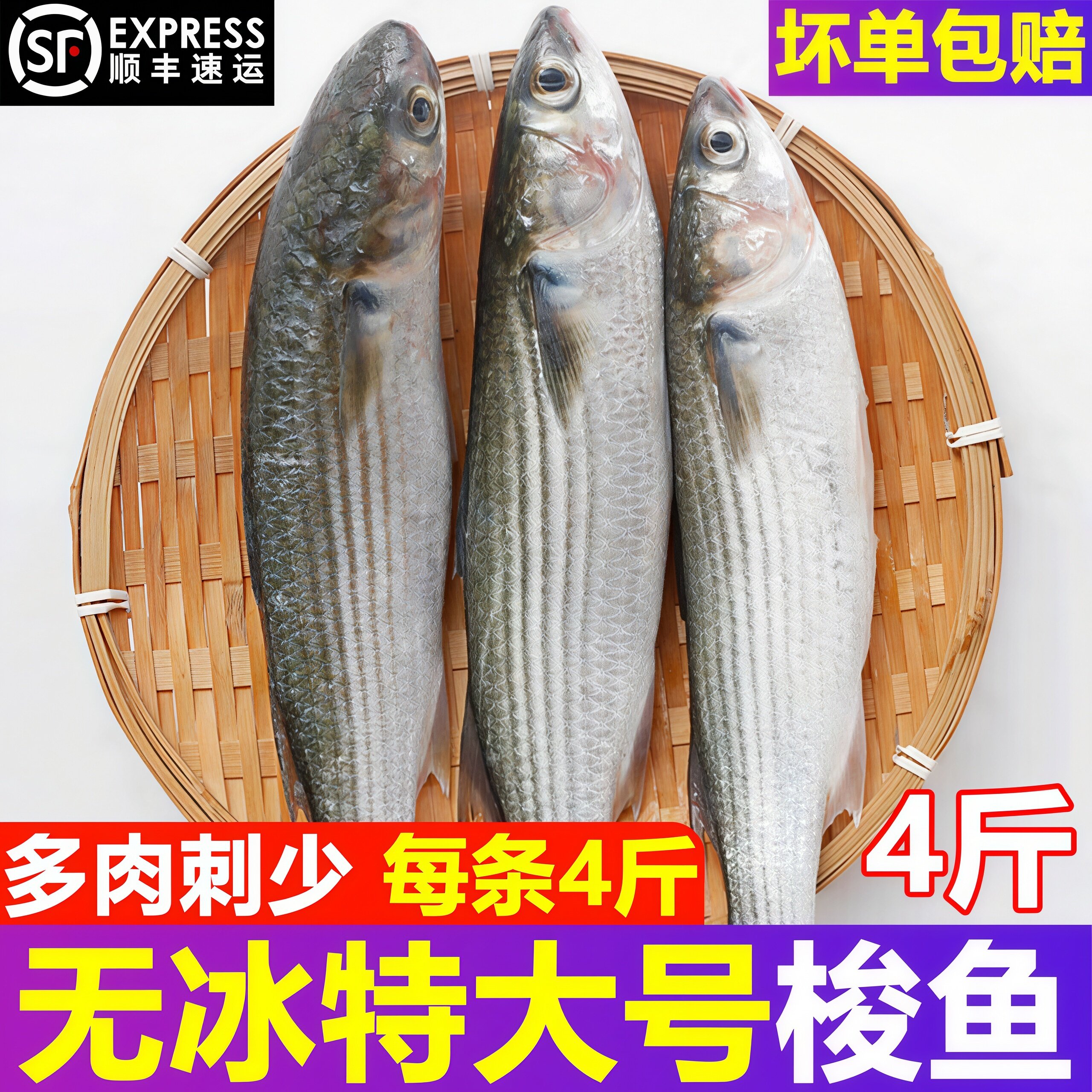 青岛海捕新鲜冷冻梭子鱼整箱