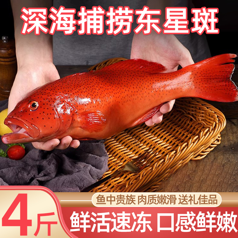 东星斑冰鲜红斑鱼深海捕捞活鱼冷冻石斑鱼冰鲜燕尾斑年货生鲜