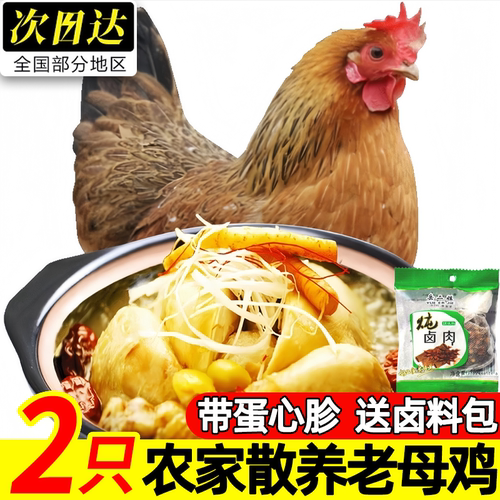 农家散养现杀黄油老母鸡