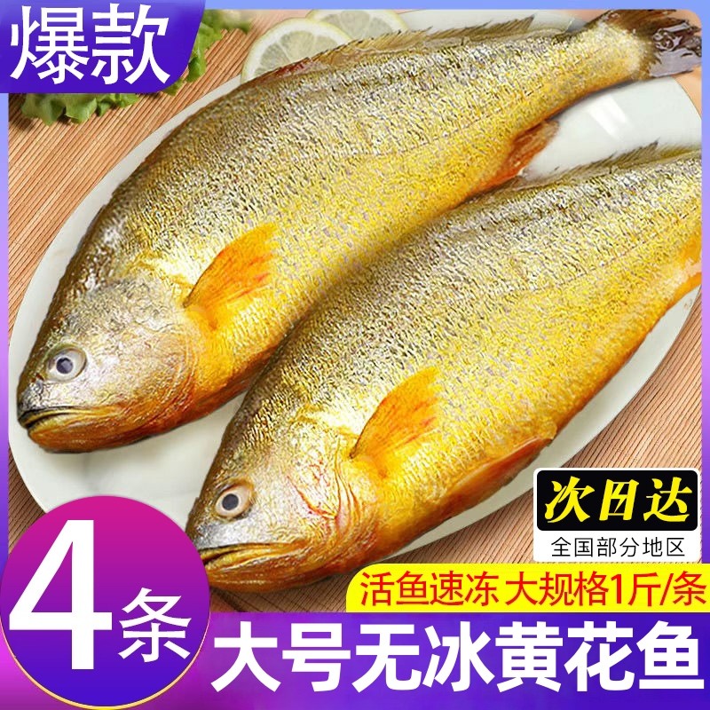 黄花鱼新鲜冷冻特大黄鱼鲜活冷冻