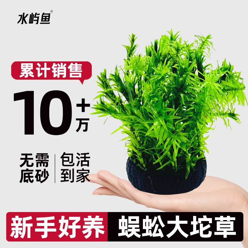 水屿鱼水草蜈蚣大坨草鱼缸增氧植物水培绿植新手懒人造景无需底砂