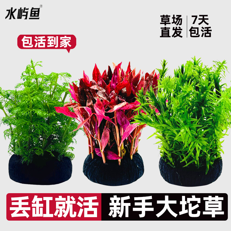 水屿鱼水草植物大坨草鱼缸增氧阴性水培绿植新手懒人造景无需底砂
